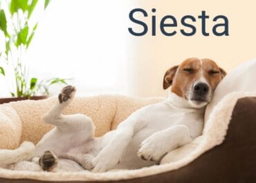 The Art of the Siesta