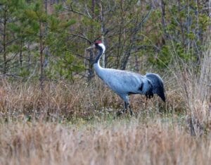 A crane in the scenic landscapes of Extremadura.