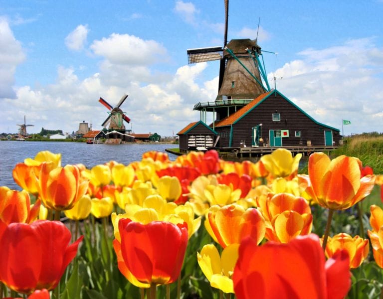 Vibrant tulip field with a traditional windmill in the background, representing the scenic beauty of a trip to the Netherlands