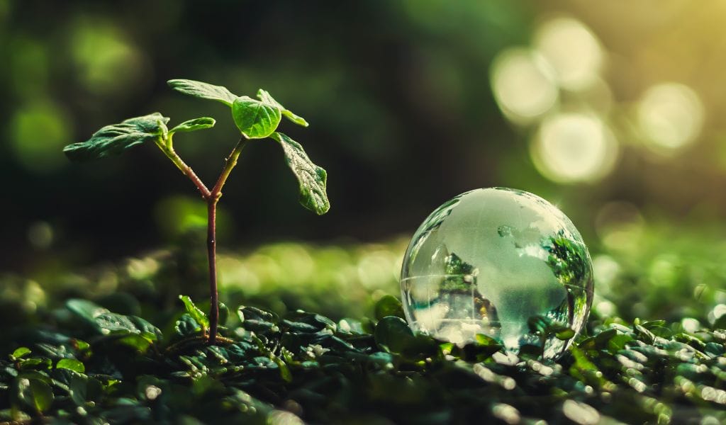 Small plant growing on forest ground next to a transparent globe